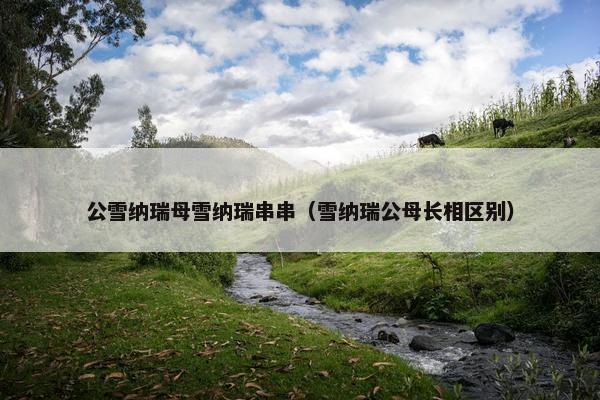 公雪纳瑞母雪纳瑞串串（雪纳瑞公母长相区别）