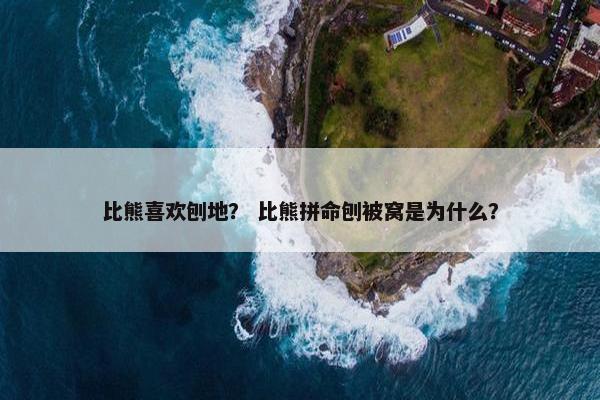 比熊喜欢刨地？ 比熊拼命刨被窝是为什么？