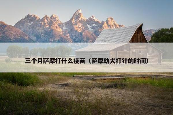 三个月萨摩打什么疫苗（萨摩幼犬打针的时间）