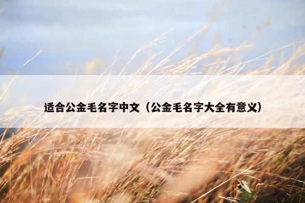适合公金毛名字中文（公金毛名字大全有意义）