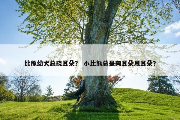 比熊幼犬总挠耳朵？ 小比熊总是掏耳朵甩耳朵？