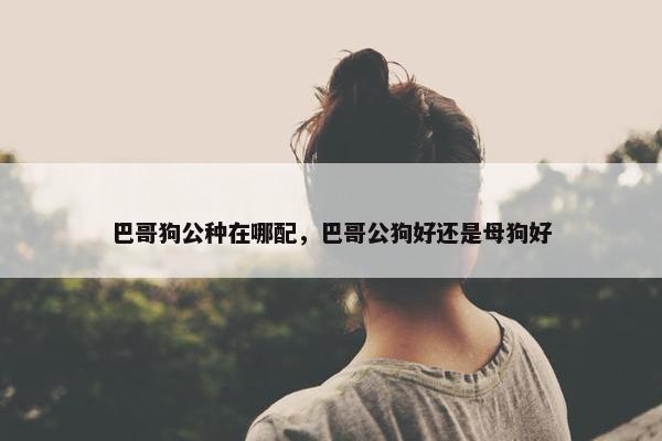 巴哥狗公种在哪配，巴哥公狗好还是母狗好