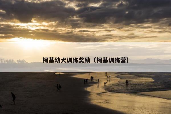 柯基幼犬训练奖励（柯基训练营）