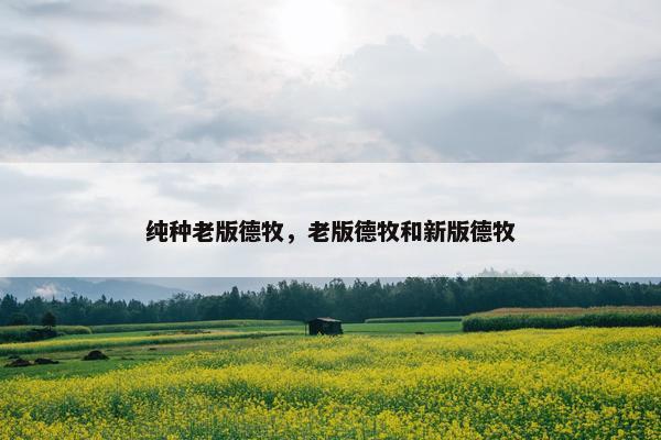 纯种老版德牧，老版德牧和新版德牧