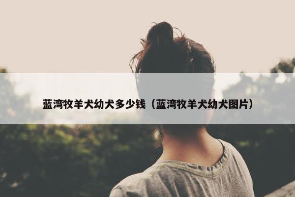 蓝湾牧羊犬幼犬多少钱（蓝湾牧羊犬幼犬图片）
