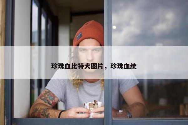 珍珠血比特犬图片，珍珠血统