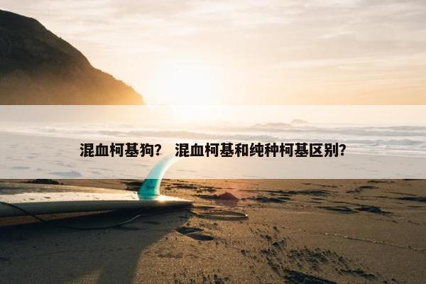 混血柯基狗？ 混血柯基和纯种柯基区别？