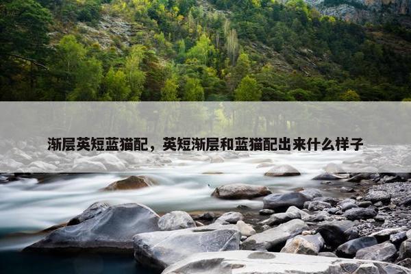 渐层英短蓝猫配，英短渐层和蓝猫配出来什么样子
