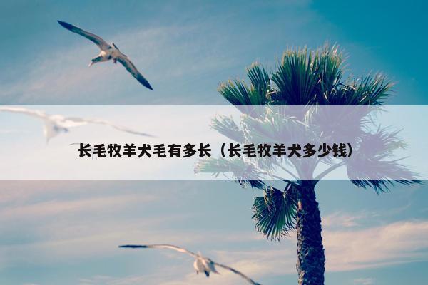 长毛牧羊犬毛有多长（长毛牧羊犬多少钱）