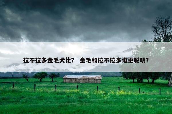 拉不拉多金毛犬比？ 金毛和拉不拉多谁更聪明？
