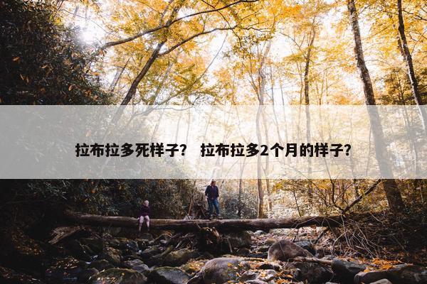 拉布拉多死样子？ 拉布拉多2个月的样子？