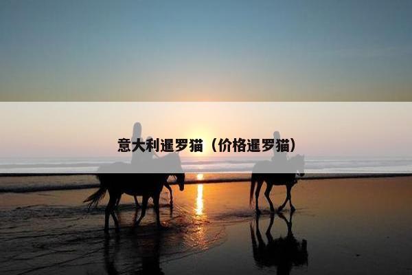 意大利暹罗猫（价格暹罗猫）