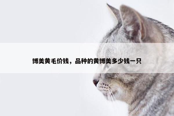 博美黄毛价钱，品种的黄博美多少钱一只