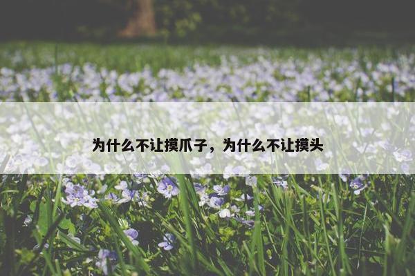 为什么不让摸爪子，为什么不让摸头