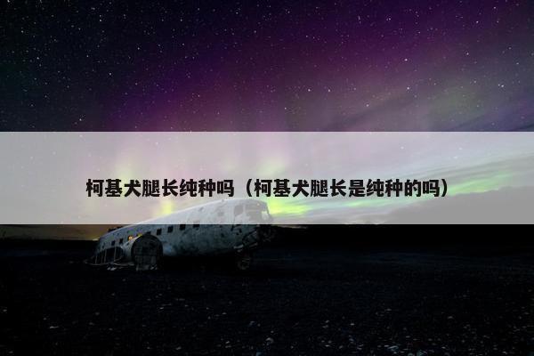 柯基犬腿长纯种吗（柯基犬腿长是纯种的吗）