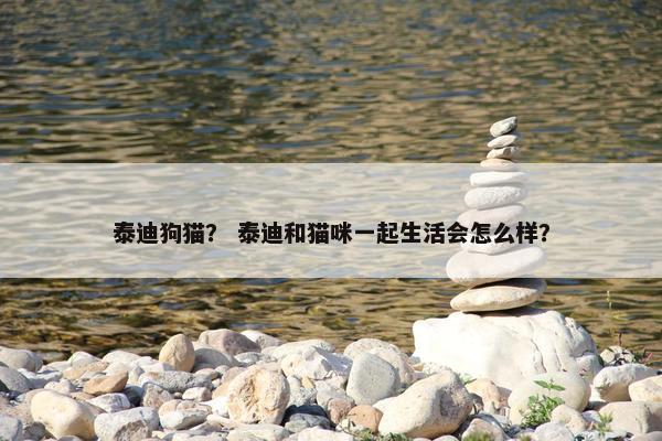 泰迪狗猫？ 泰迪和猫咪一起生活会怎么样？