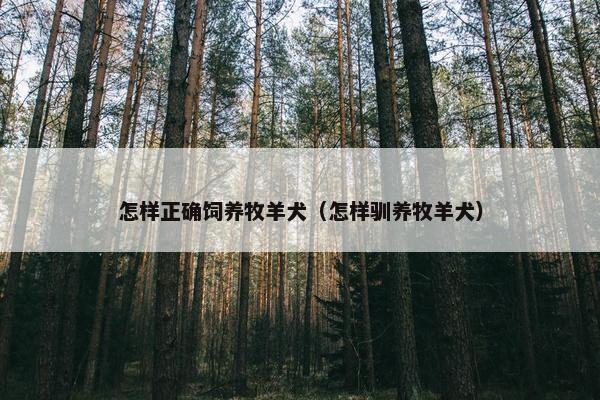 怎样正确饲养牧羊犬（怎样驯养牧羊犬）