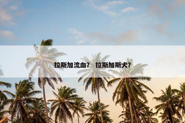 拉斯加流血？ 拉斯加斯犬？