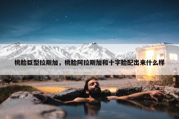 桃脸巨型拉斯加，桃脸阿拉斯加和十字脸配出来什么样