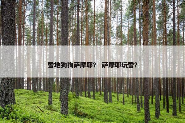 雪地狗狗萨摩耶？ 萨摩耶玩雪？