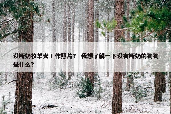 没断奶牧羊犬工作照片？ 我想了解一下没有断奶的狗狗是什么？