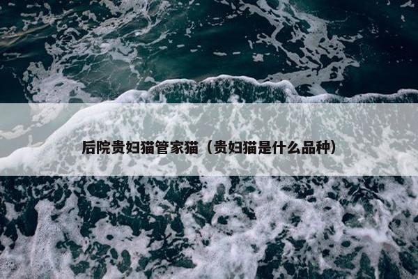 后院贵妇猫管家猫（贵妇猫是什么品种）
