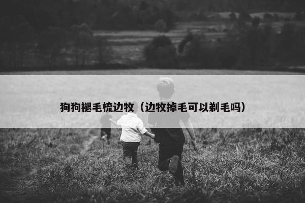 狗狗褪毛梳边牧（边牧掉毛可以剃毛吗）