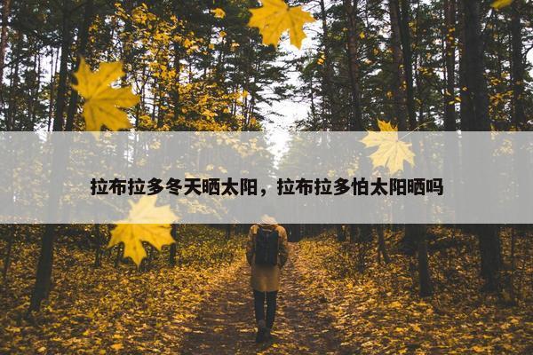 拉布拉多冬天晒太阳，拉布拉多怕太阳晒吗