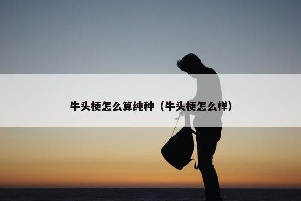 牛头梗怎么算纯种（牛头梗怎么样）