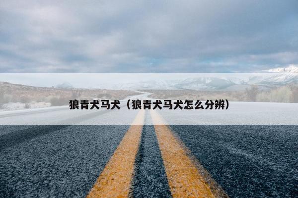 狼青犬马犬（狼青犬马犬怎么分辨）
