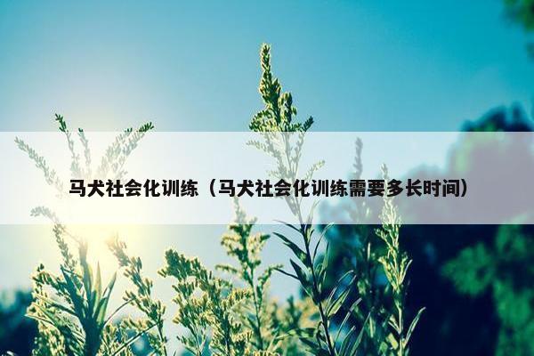 马犬社会化训练（马犬社会化训练需要多长时间）