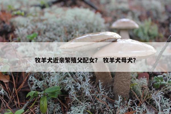 牧羊犬近亲繁殖父配女？ 牧羊犬母犬？