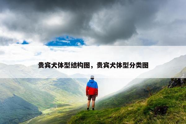 贵宾犬体型结构图，贵宾犬体型分类图