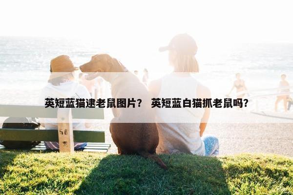 英短蓝猫逮老鼠图片？ 英短蓝白猫抓老鼠吗？