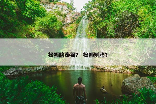 松狮脸泰狮？ 松狮侧脸？