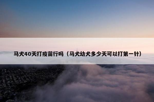 马犬40天打疫苗行吗（马犬幼犬多少天可以打第一针）