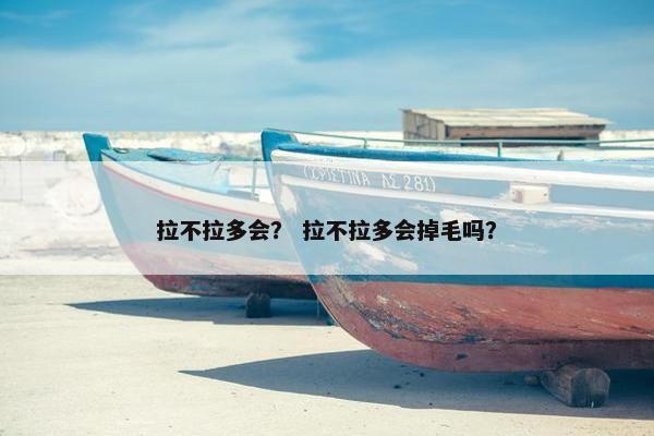 拉不拉多会？ 拉不拉多会掉毛吗？