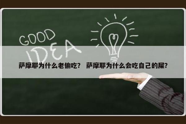 萨摩耶为什么老偷吃？ 萨摩耶为什么会吃自己的屎？