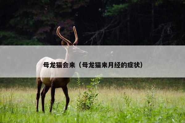 母龙猫会来（母龙猫来月经的症状）