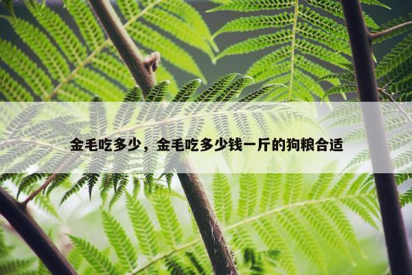 金毛吃多少，金毛吃多少钱一斤的狗粮合适