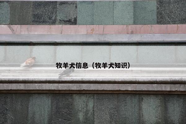 牧羊犬信息（牧羊犬知识）