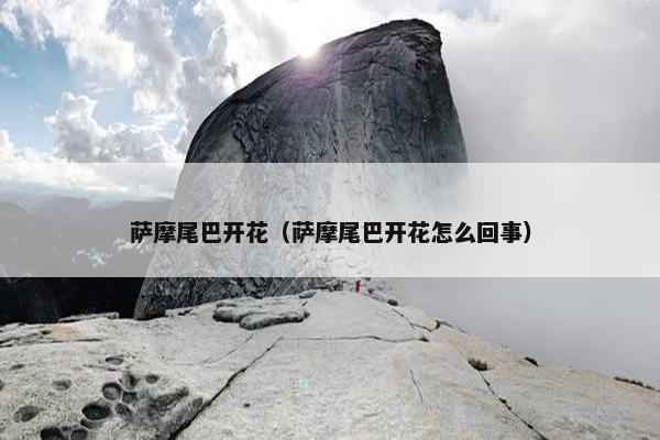 萨摩尾巴开花（萨摩尾巴开花怎么回事）