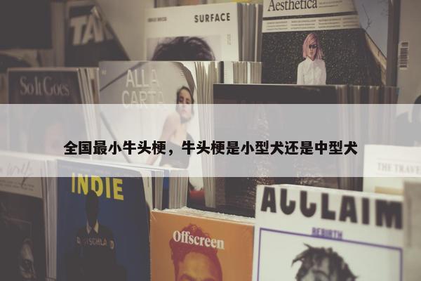全国最小牛头梗，牛头梗是小型犬还是中型犬