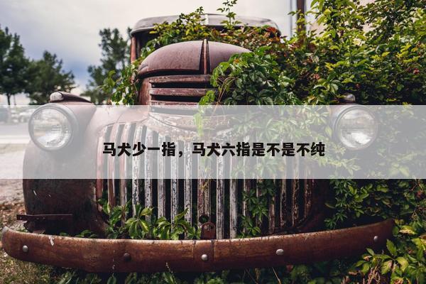 马犬少一指，马犬六指是不是不纯