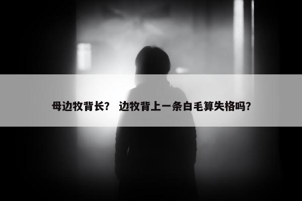 母边牧背长？ 边牧背上一条白毛算失格吗？