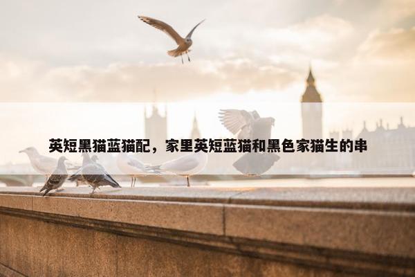 英短黑猫蓝猫配，家里英短蓝猫和黑色家猫生的串