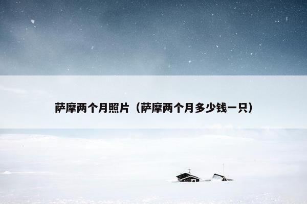 萨摩两个月照片（萨摩两个月多少钱一只）