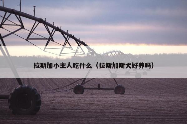 拉斯加小主人吃什么（拉斯加斯犬好养吗）