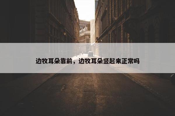 边牧耳朵靠前，边牧耳朵竖起来正常吗