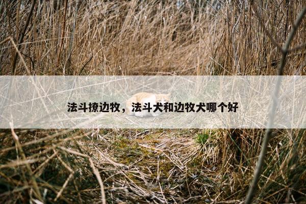 法斗撩边牧，法斗犬和边牧犬哪个好